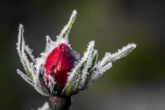 Everything’s Coming Up Russian Roses | Australian Perfume Junkies
