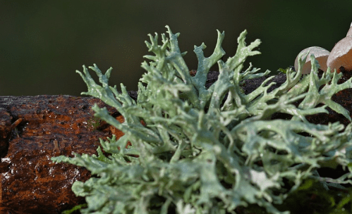 Oakmoss Notes on Notes