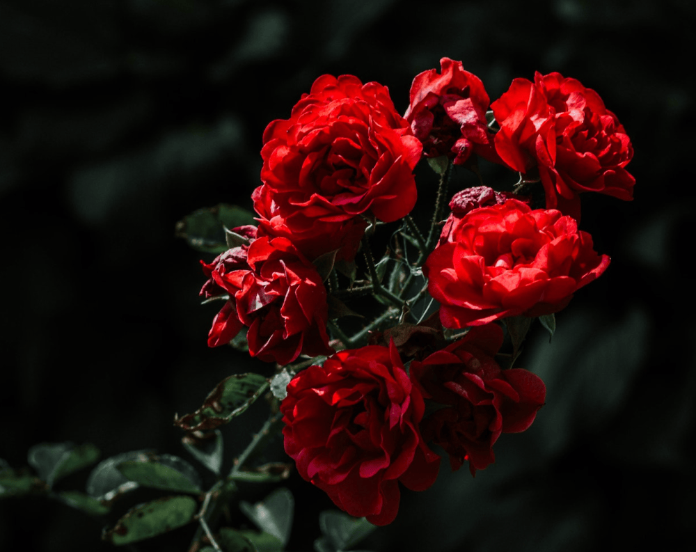 Notes For Roses Rose: Notes on Notes | Australian Perfume Junkies
