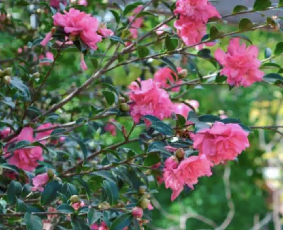 Camellia sasanqua Sparkling Burgundy Scent Diary